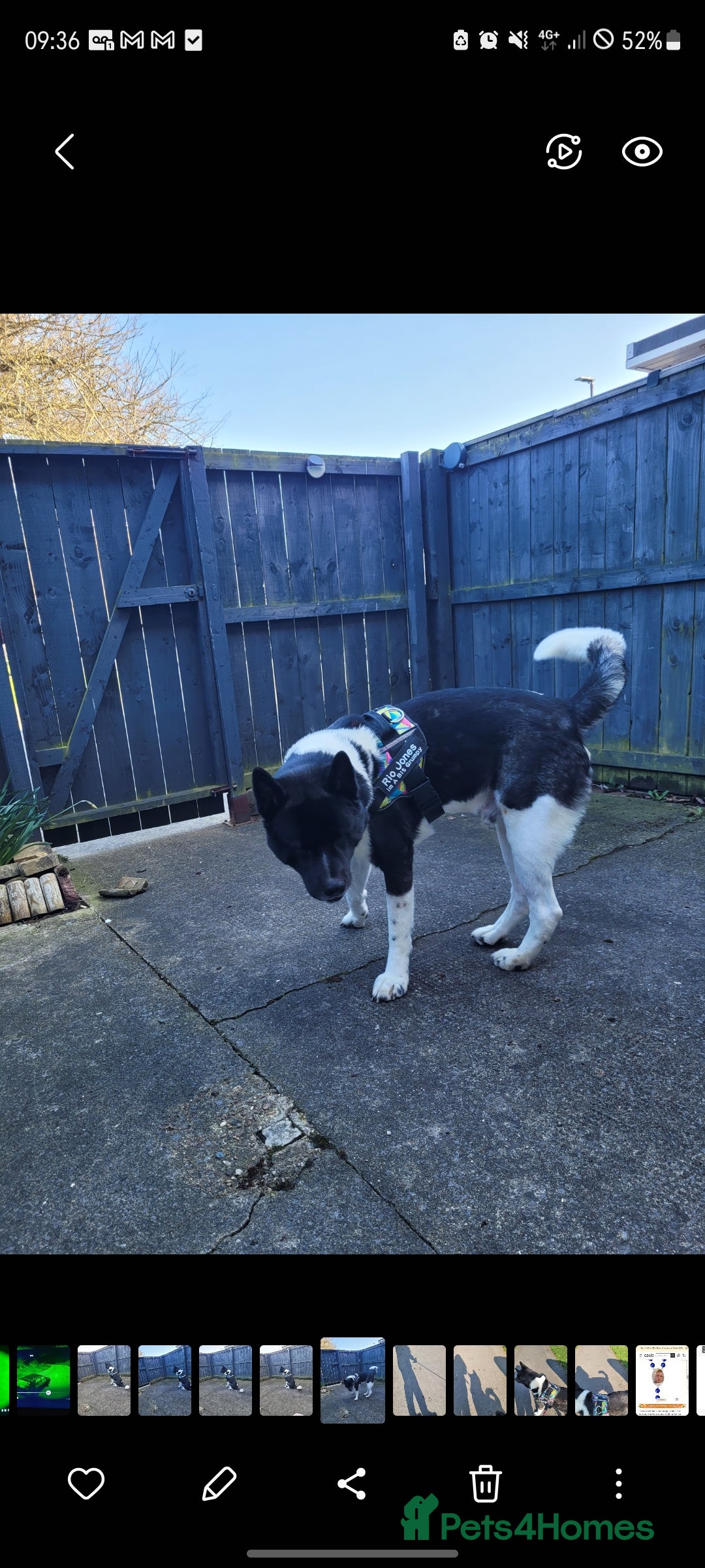 Akita dogs for stud: American Akita For Stud Big Beautiful Boy - Image 1