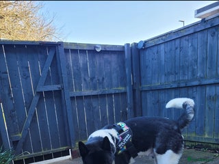 Akita dogs - Advert 3