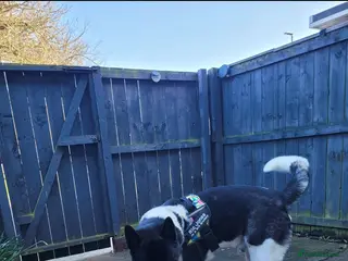 Akita dogs American Akita For Stud Big Beautiful Boy - Advert 1