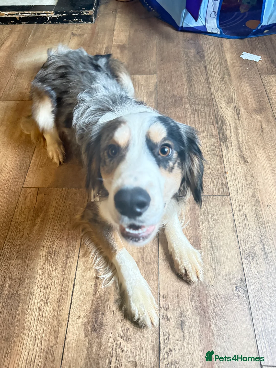 Mixed Breed dogs for sale: cocker spaniel boarder collie mix  - Advert 2