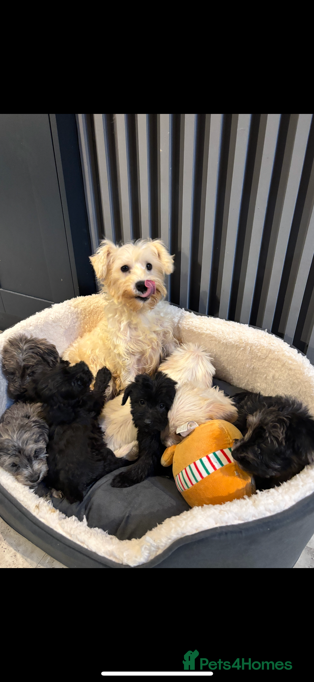 Mixed Breed dogs for sale: Truly special Schnoodle pups *unique colouring* - Advert 3