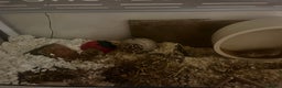 Gerbil rodents for sale: two male gerbils +cage+ supplies - Advert 4