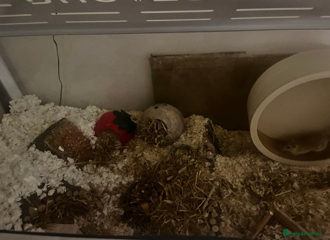 Gerbil rodents for sale: two male gerbils +cage+ supplies - Advert 4