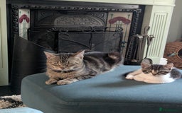 British Shorthair cats for sale: 2 beautiful white and tabby kittens  - Image 4