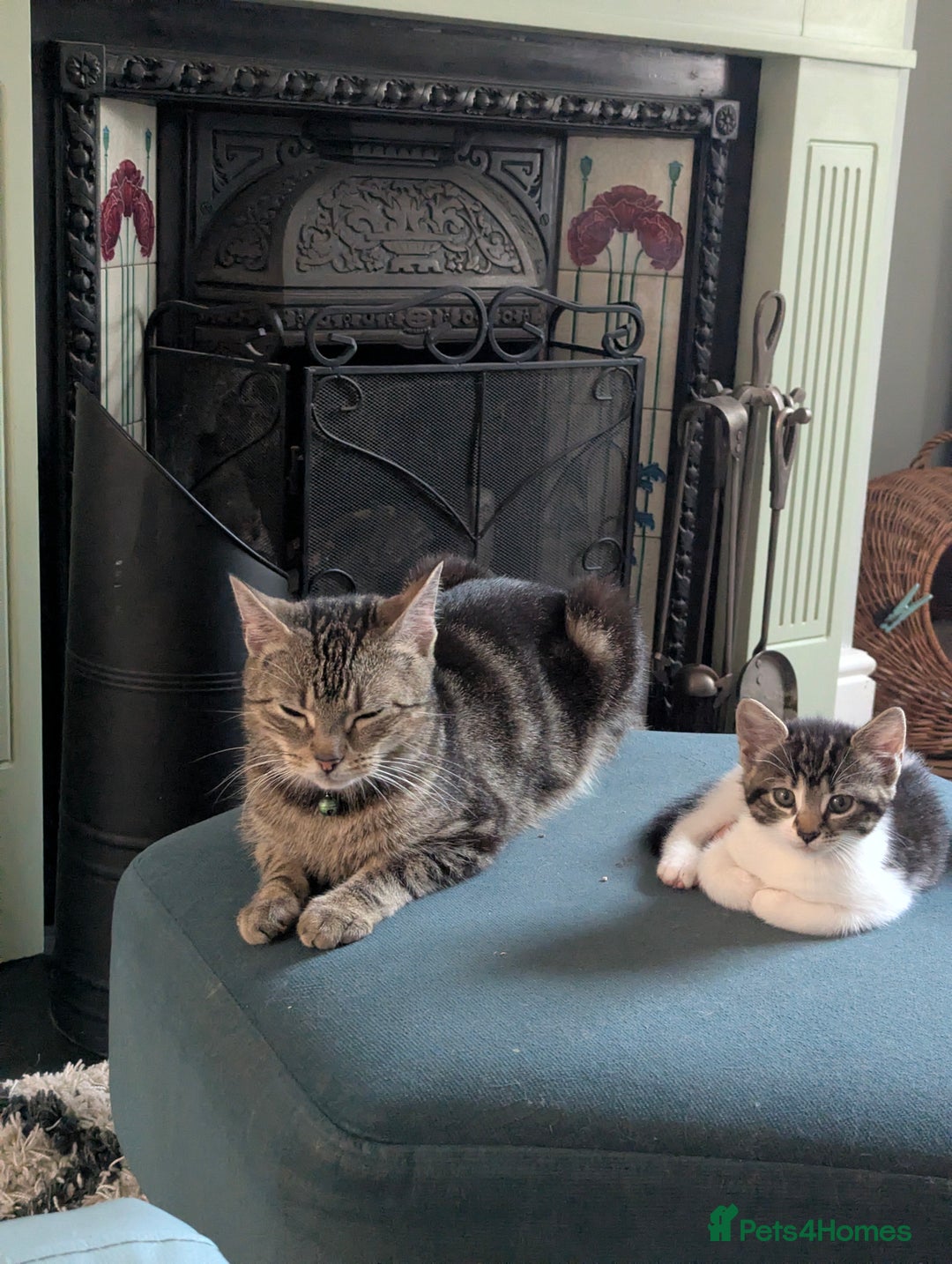 British Shorthair cats for sale: 2 beautiful white and tabby kittens  - Image 4
