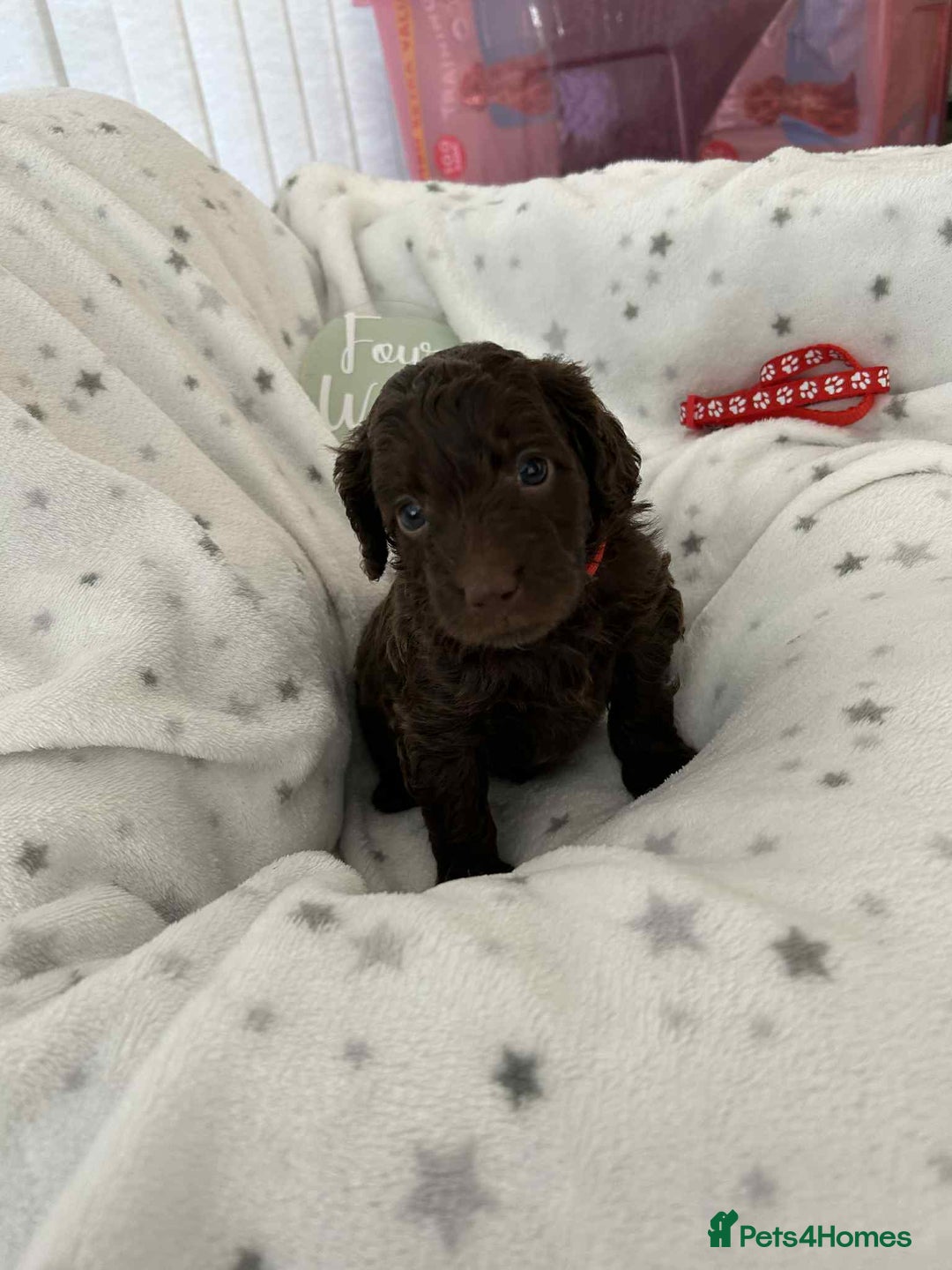 Cockapoo dogs for sale: Toy Cockapoo f1b ready 17th oct - Image 4