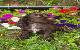 Cocker Spaniel dogs for sale: Family raised champion cocker REDUCED AND READY - Image 18