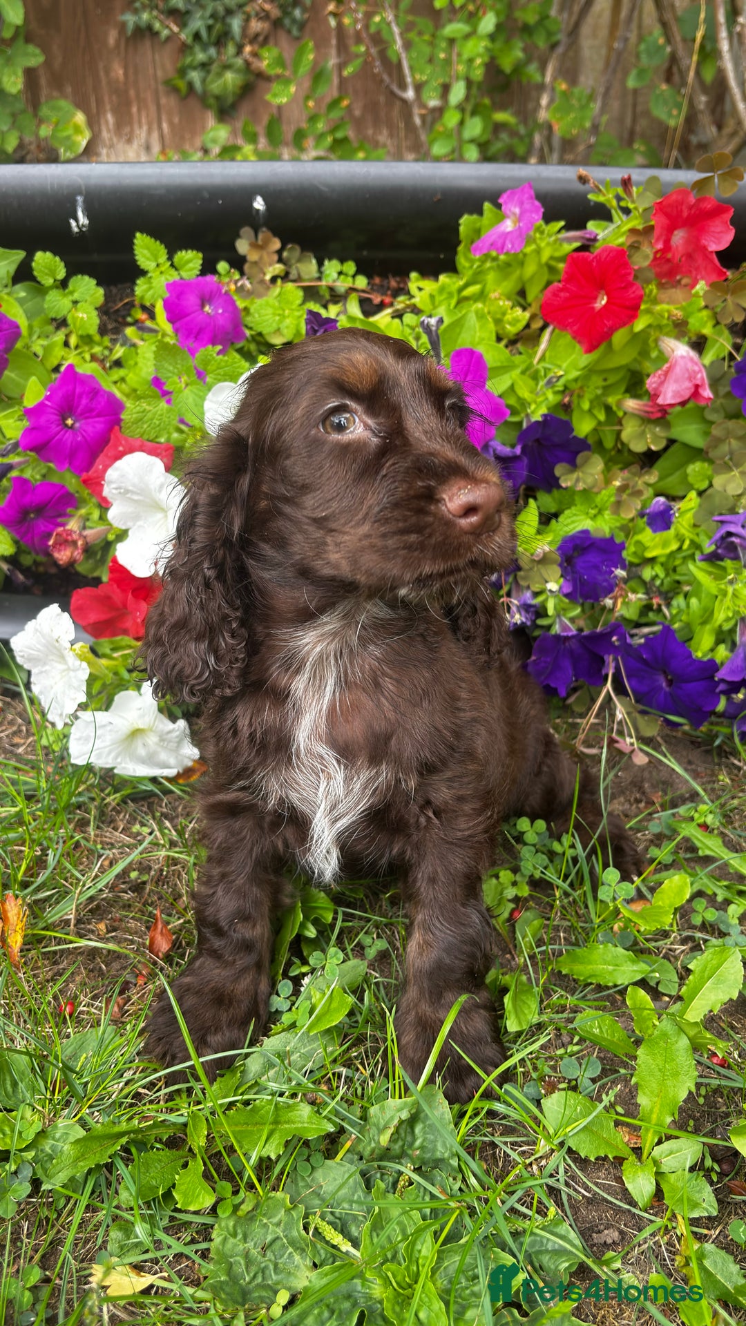 Cocker Spaniel dogs for sale: Family raised champion cocker REDUCED AND READY - Image 18