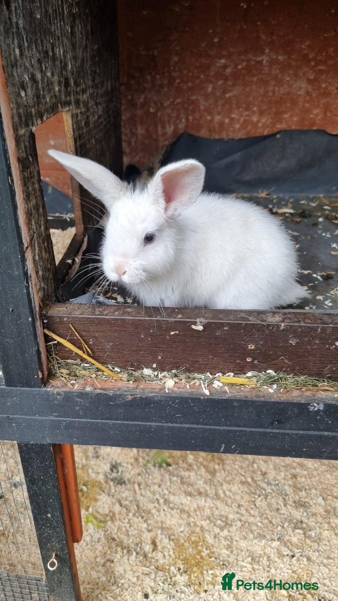 Mixed Breed rabbits for sale: Healthy Rabbit Kits - Seeking Homes - Image 2
