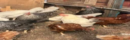Chickens poultry for sale: Young chicken  - Advert 3