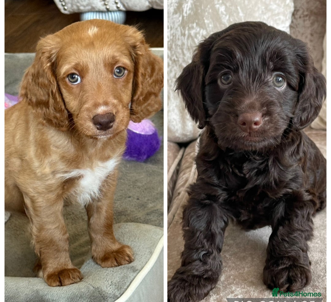 Cockapoo dogs for sale: 🐾Beautiful F2 cockapoos  🐾 - Image 1