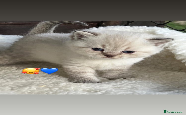 British Shorthair cats Beautiful white/silver British shorthair kittens - Advert 1