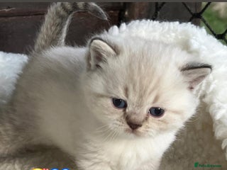 British Shorthair cats Beautiful white/silver British shorthair kittens - Advert 1