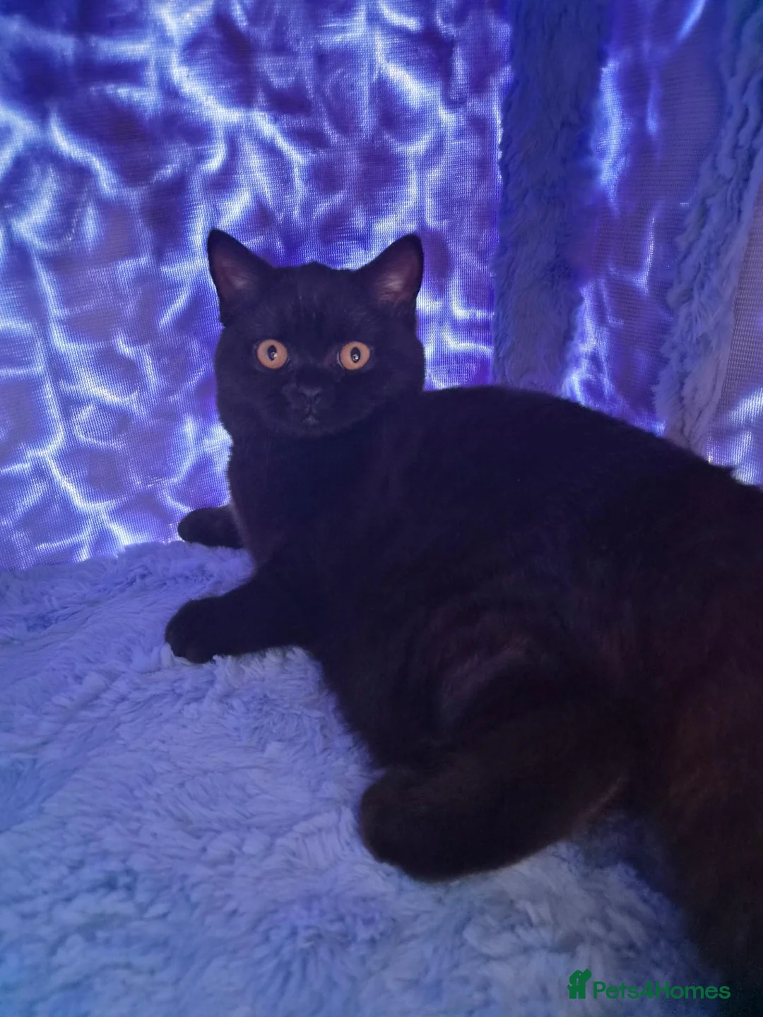 British Shorthair cats for sale: Luna, female British short haired  in Lytham Saint Annes - Advert 3