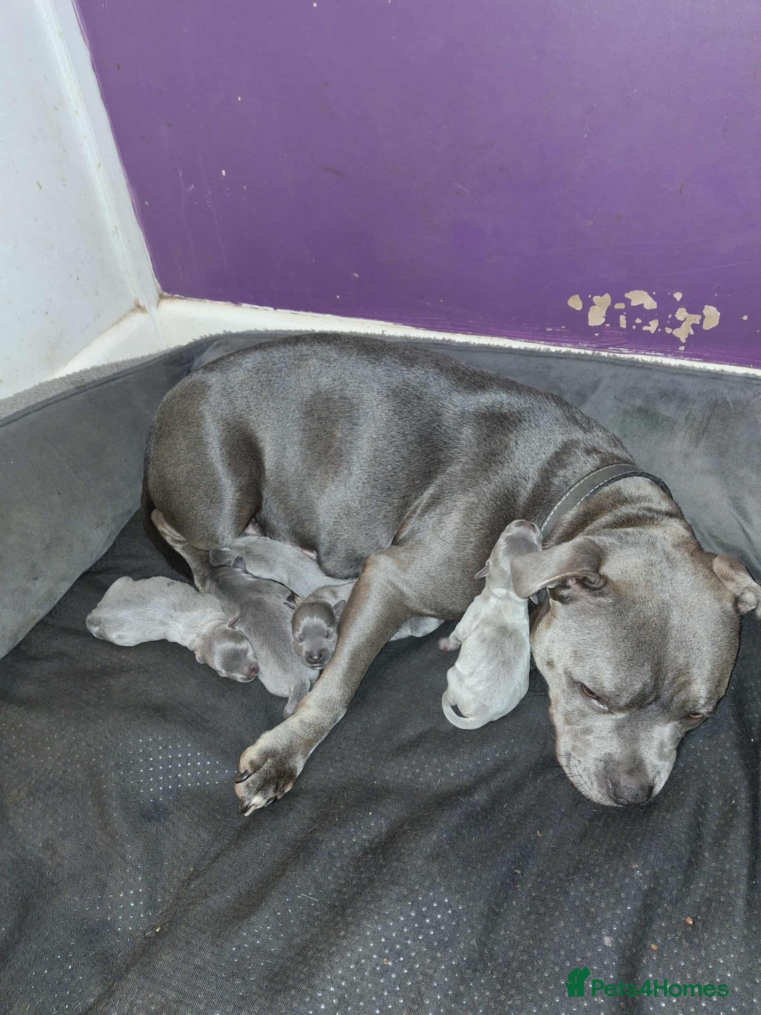 Staffordshire Bull Terrier dogs for sale: Stunning blue Staffordshire bull terrier puppies  - Advert 1