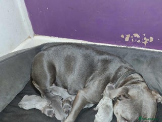 Staffordshire Bull Terrier dogs for sale: Stunning blue Staffordshire bull terrier puppies - Advert 1