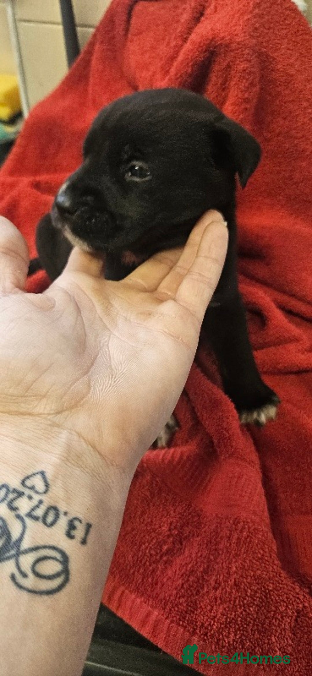 Mixed Breed dogs for sale: Huge American akita x cane corso pups - Advert 10