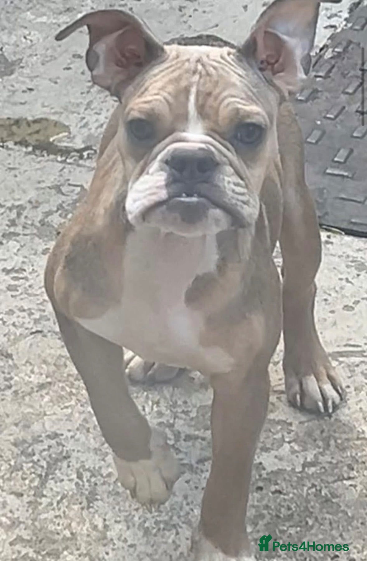 Mixed Breed dogs 8 month old Bulldog cross   - Advert 13