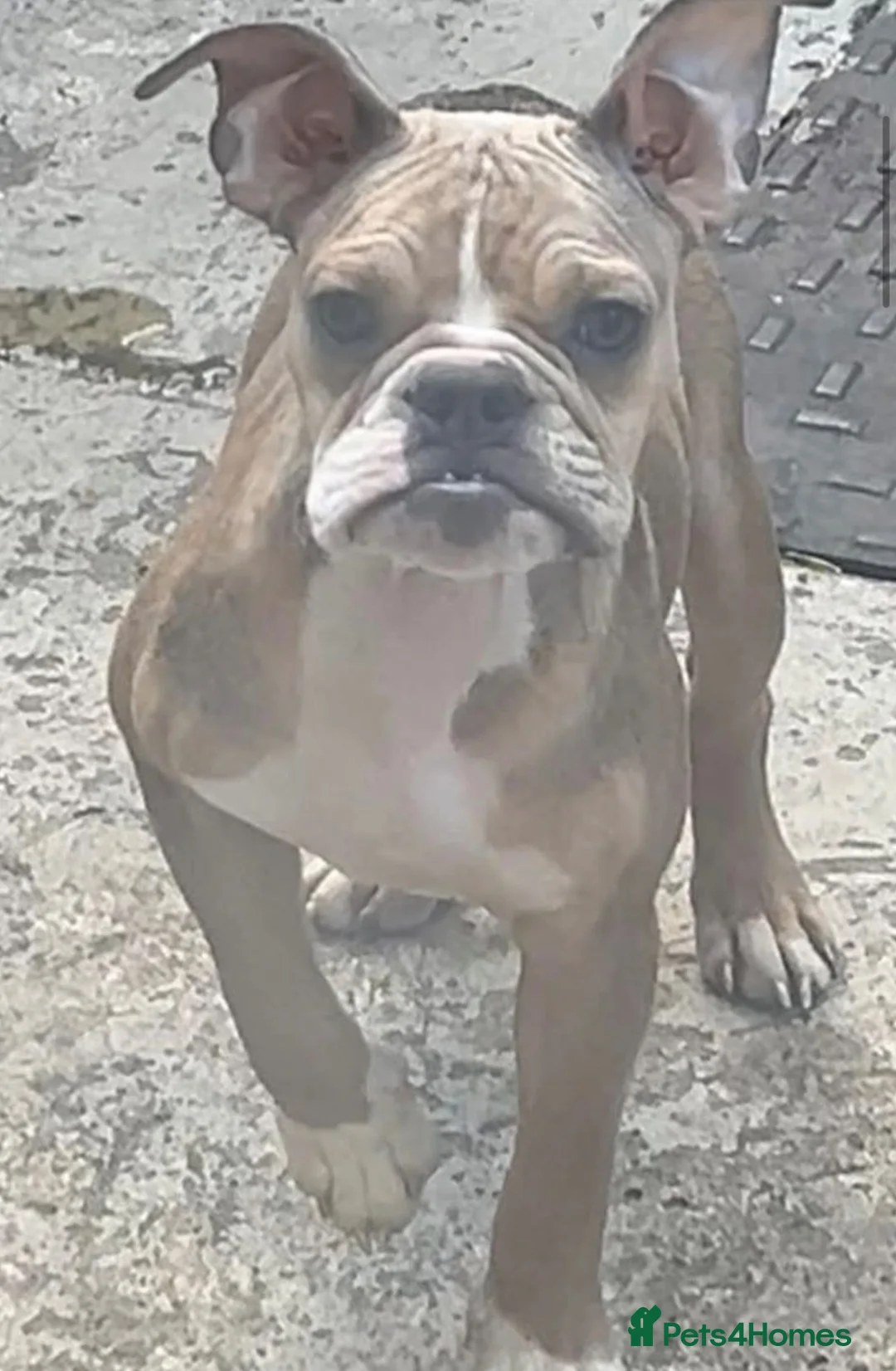 Mixed Breed dogs for sale: 8 month old Bulldog cross   in Durham - Advert 1