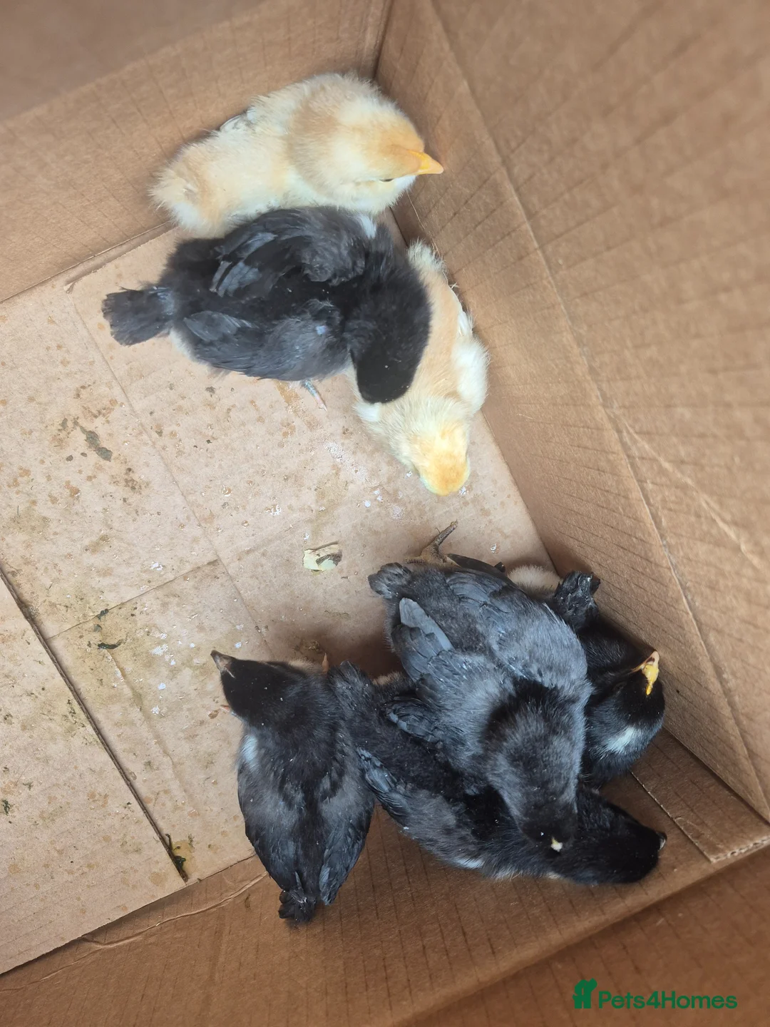 Mixed Breed rabbits for sale: Chicks and ducklings - Advert 2