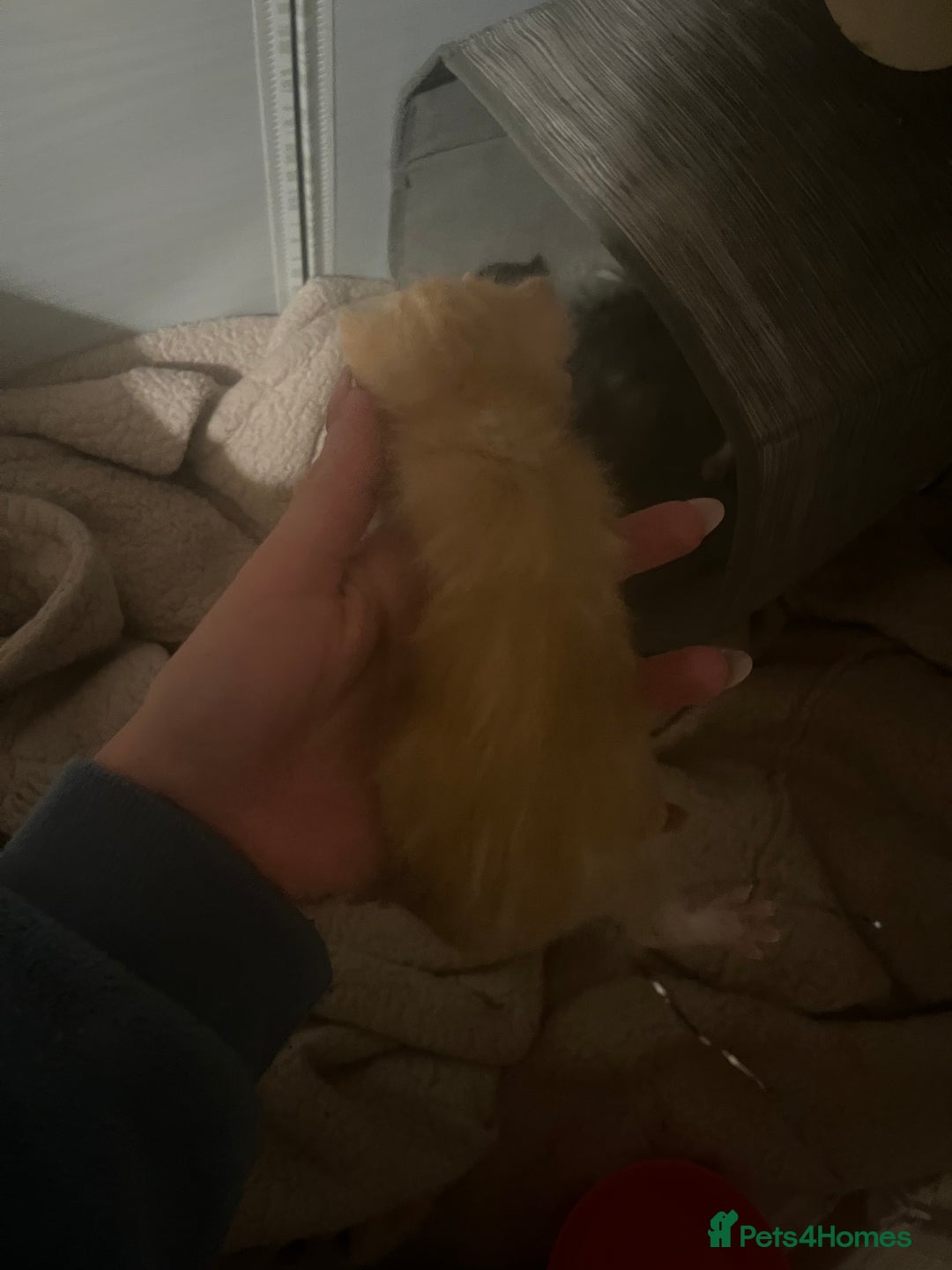 Mixed Breed cats for sale: Ginger tabby cats - Advert 6