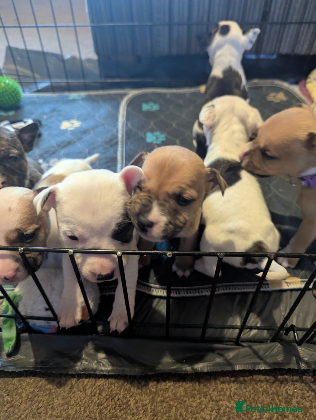English Bull Terrier dogs for sale: 7 gorgeous EBT x puppies - Advert 8