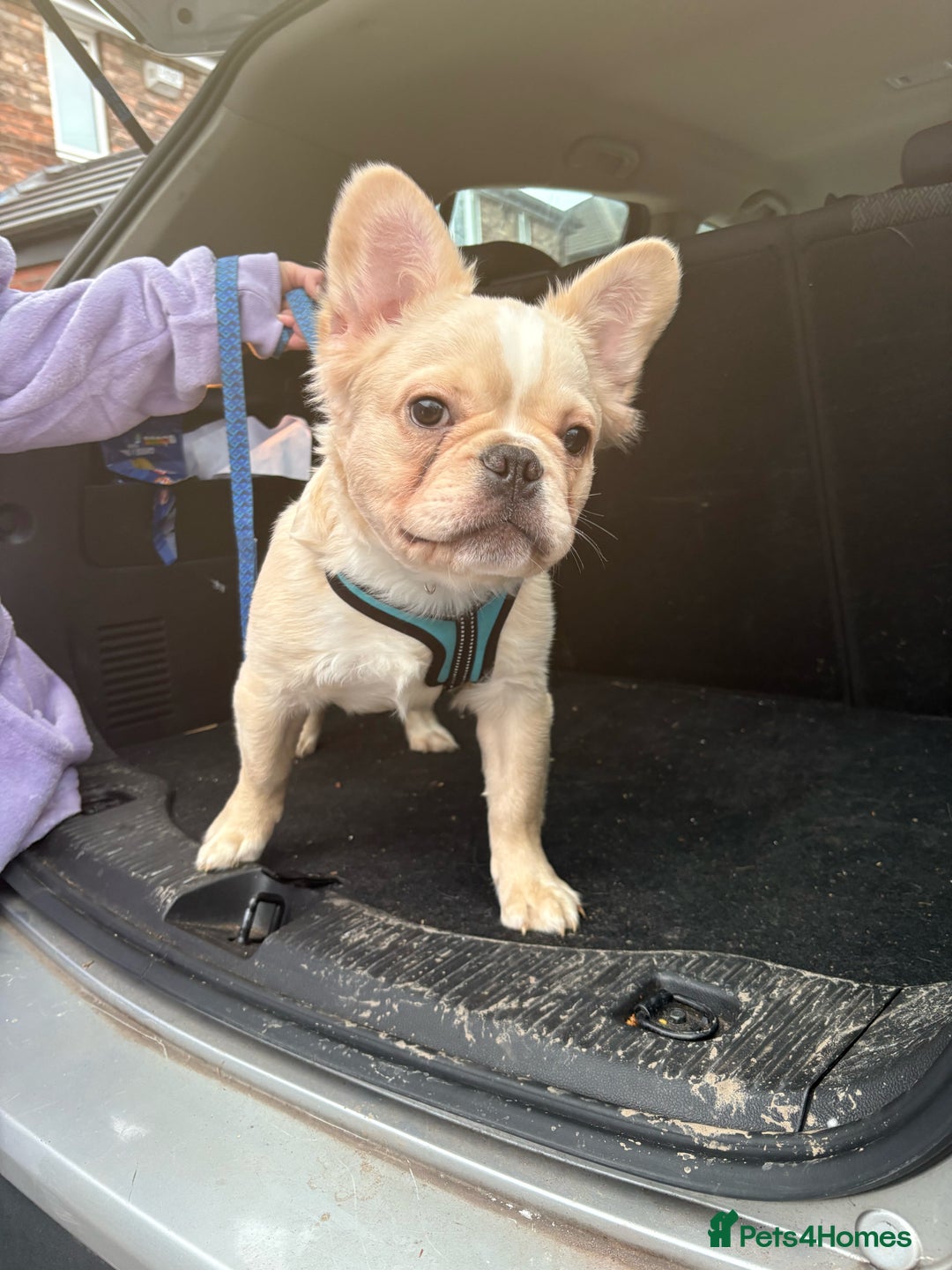 French Bulldog dogs for sale: 1 boy left fluffy cream boy carrying pink   - Advert 15