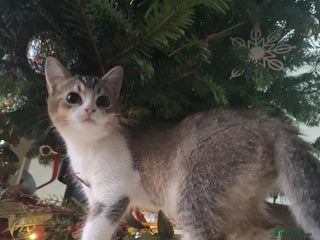 British Shorthair cats British short hair gold - Advert 9