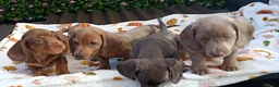 Miniature Dachshund dogs for sale: A QUALITY LITTER MINI KC REG HEALTH TESTED - Advert 9