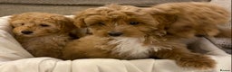 Cavapoo dogs for sale: RED & WHITE CAVAPOO PUPPIES TOP QUALITY BREEDER - Advert 10