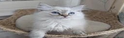 Ragdoll cats for sale: Meet little Tigger! GCCF pedigree Ragdoll Kitten  - Advert 7