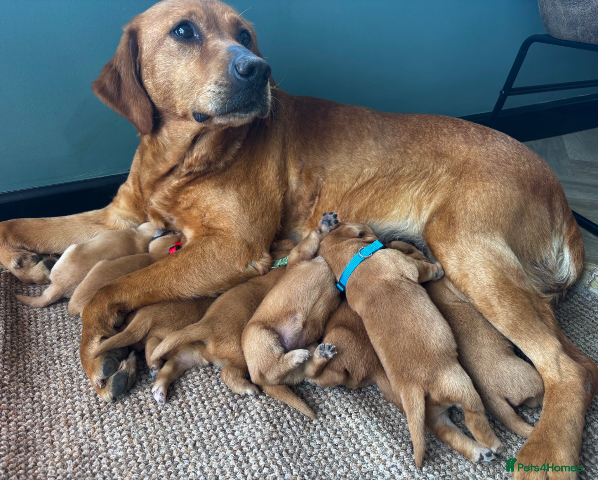 Labrador Retriever dogs Dark fox red Labrador Retriever Puppies For Sale  - Advert 18