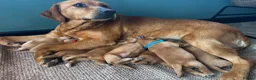 Labrador Retriever dogs for sale: Dark fox red Labrador Retriever Puppies For Sale  in Corwen - Advert 2