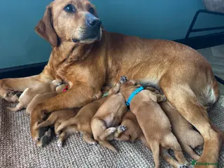 Labrador Retriever dogs Dark fox red Labrador Retriever Puppies For Sale - Advert 18