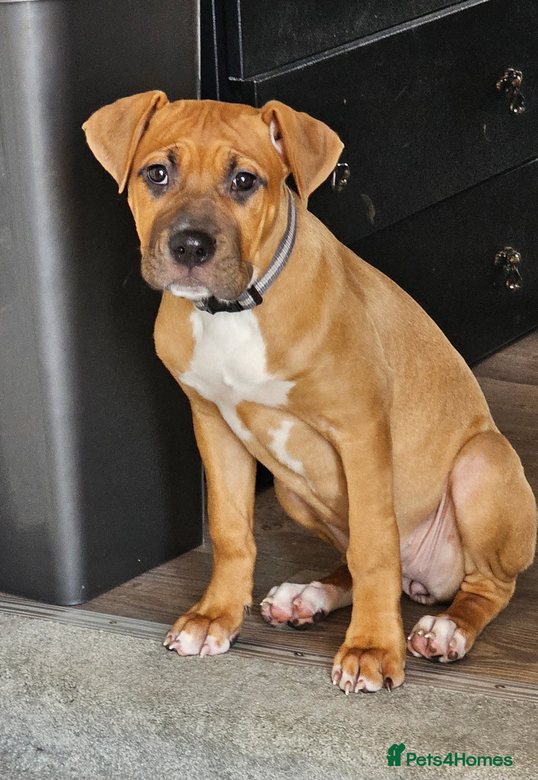 Bullmastiff dogs for sale: Female bullmastiff puppy  - Image 2