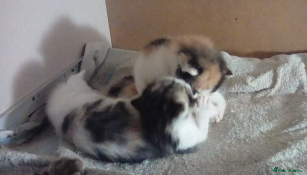 Mixed Breed cats for sale: 4 female bendal/ crossed kittens 7 week old , - Advert 4