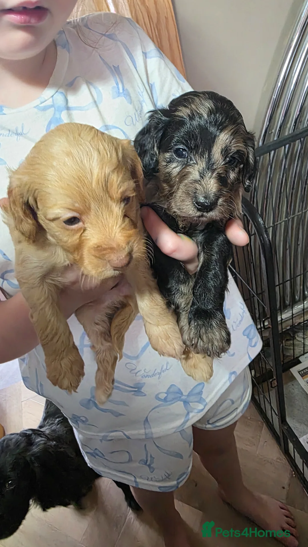 Cockapoo dogs for sale: 6 beautiful cockerpoos  - Advert 2