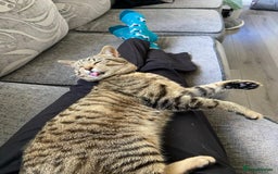 Domestic Shorthair cats for sale: Meet Billa - Advert 5