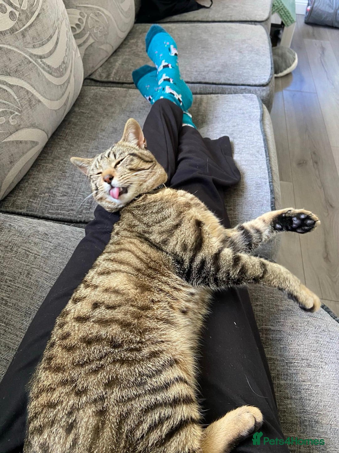 Domestic Shorthair cats for sale: Meet Billa - Advert 5