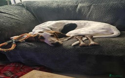 Mixed Breed dogs for adoption: Young Sabueso Hound Henry looking for a new home - Image 6