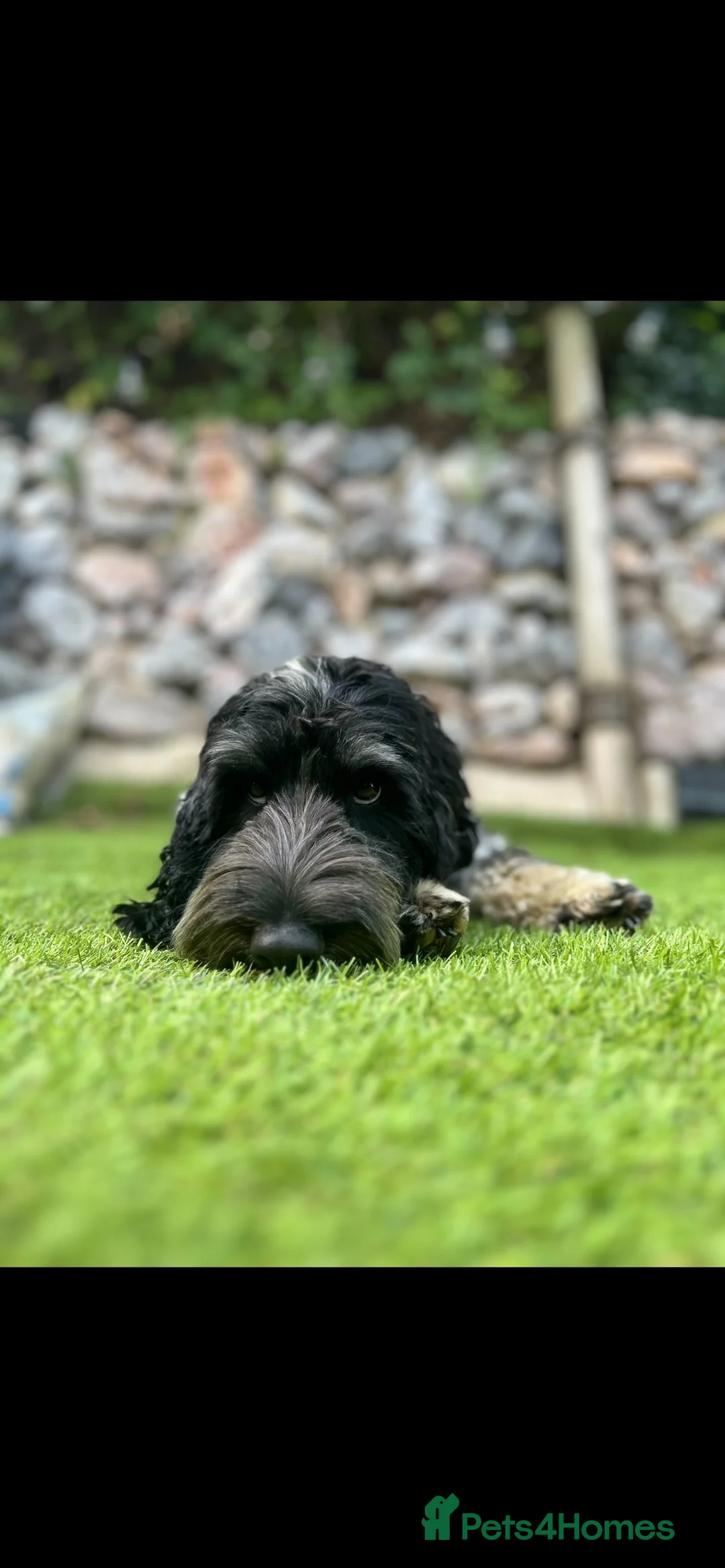 Cockapoo dogs for stud: Blue Roan & Tan-Phantom Stud in Lingfield - Advert 2