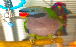 Parrots birds for sale: Lord Derbyian Parrot - Jasper - Image 1