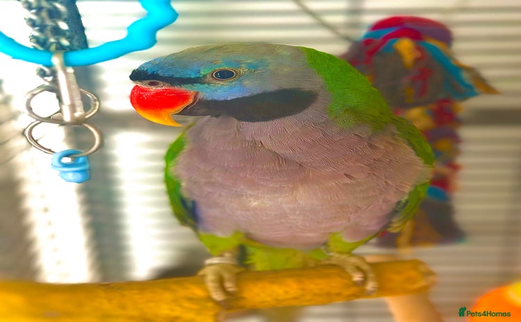Parrots birds - Advert 7