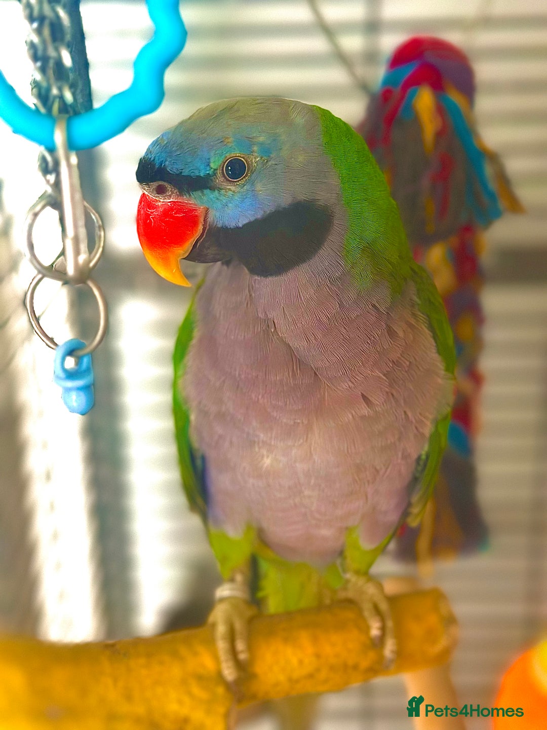 Parrots birds for sale: Lord Derbyian Parrot - Jasper - Image 1