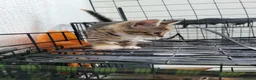 Mixed Breed cats for sale: kittens for sale  - Advert 4