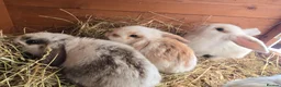 Mixed Breed rabbits for sale: Angora x French lop bunnies - Advert 10