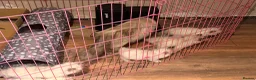 Ragdoll cats for sale: Pure bred blue pointed lynx ragdolls - Advert 7