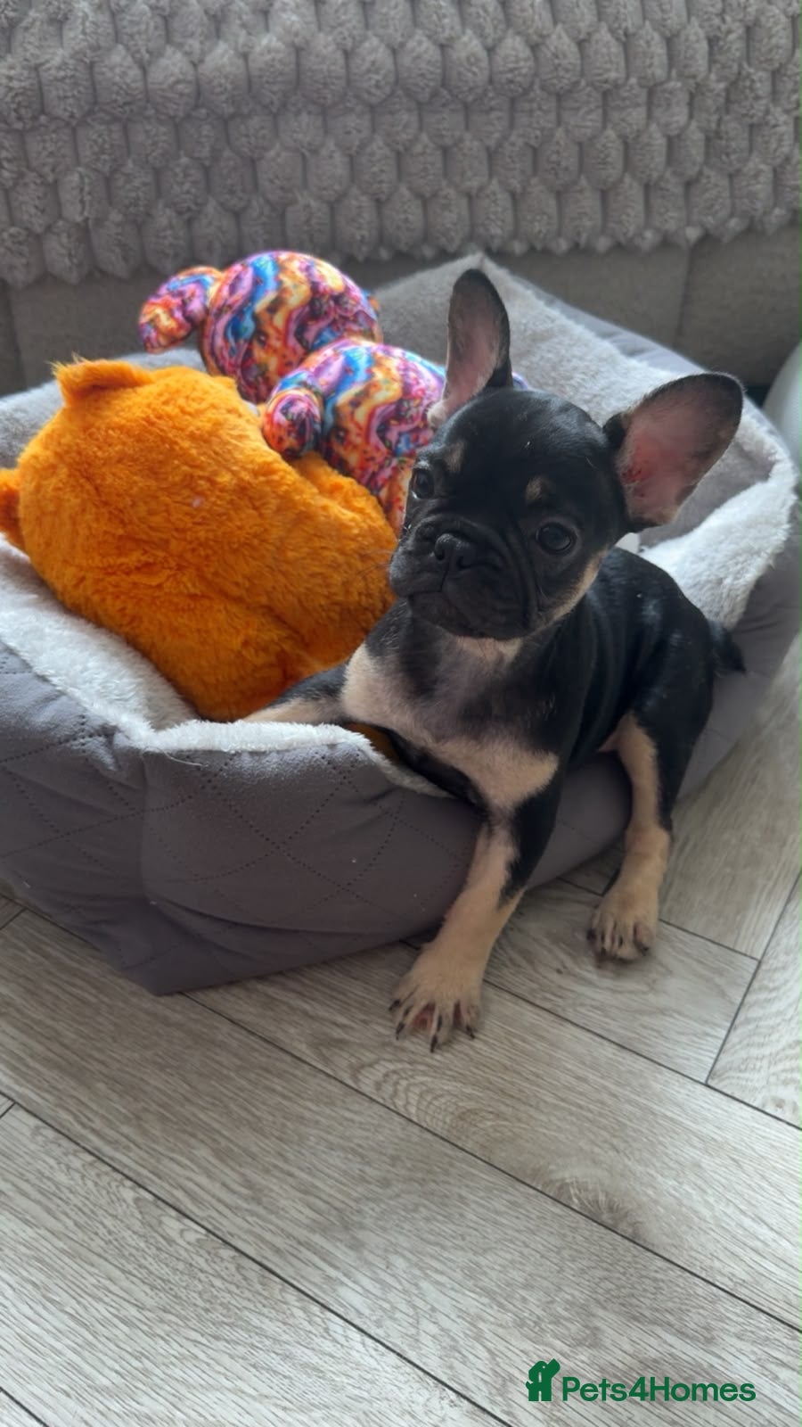 French Bulldog dogs French Bulldogs – Girls Available. - Advert 1