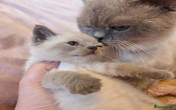 Ragdoll cats for sale: RAGDOLL X BSH KITTENS ❤️ - Image 8