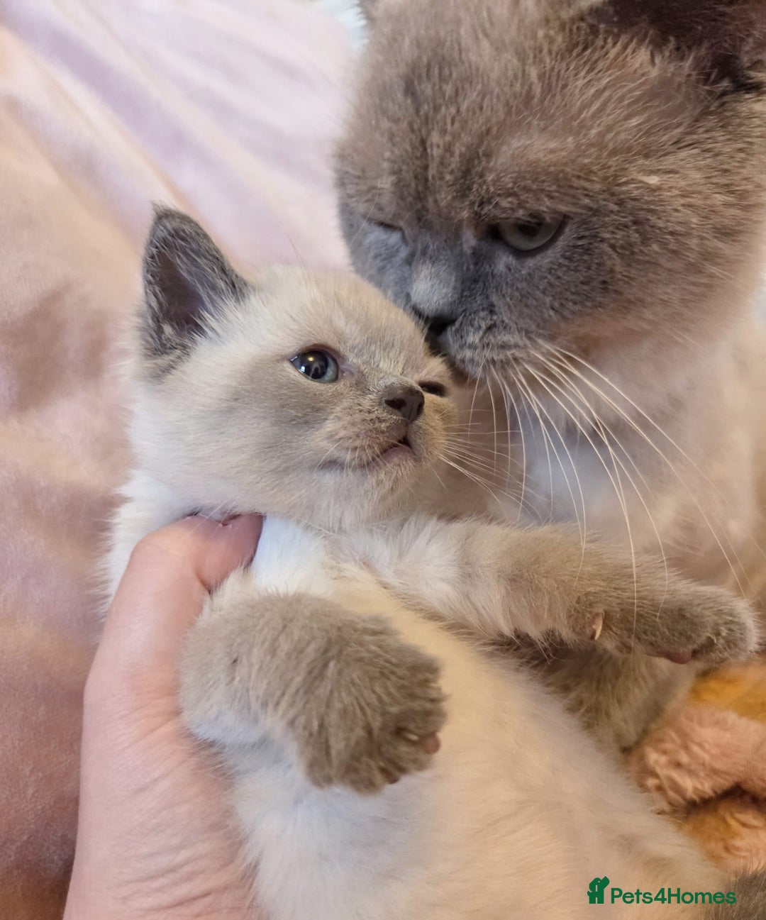 Ragdoll cats for sale: RAGDOLL X BSH KITTENS ❤️ - Image 8
